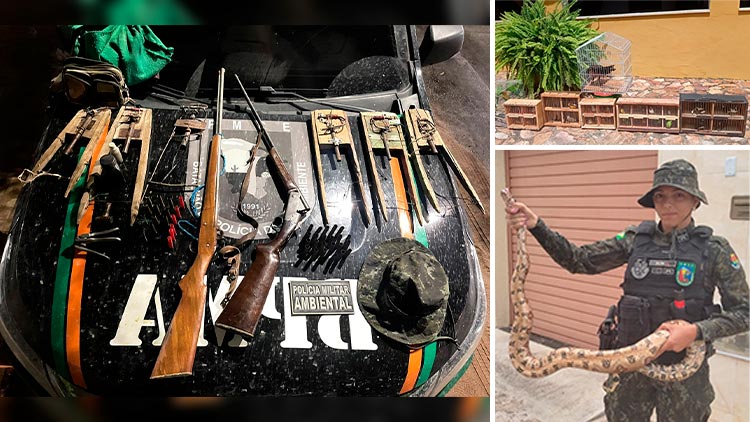 BPMA captura jiboia e apreende aves em Juazeiro e Missão Velha, além de armas em Caririaçu