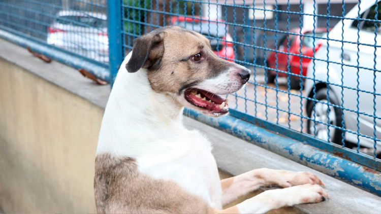 Câmara aprova projeto que incentiva a adoção de animais