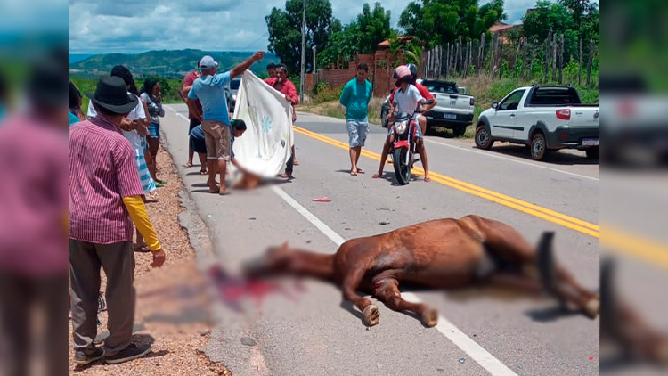 Acidente no Juazeiro mata cavalo e mulher sai ferida e, em Brejo Santo, agricultor morre na colisão de motos