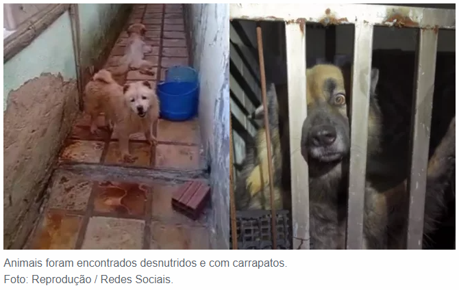 Mais de 100 animais são resgatados em situação de maus-tratos em canil clandestino, em Brejo Santo
