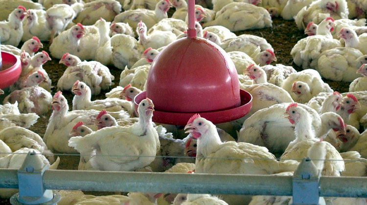 Ceará adere à suspensão de feiras de aves para evitar gripe aviária