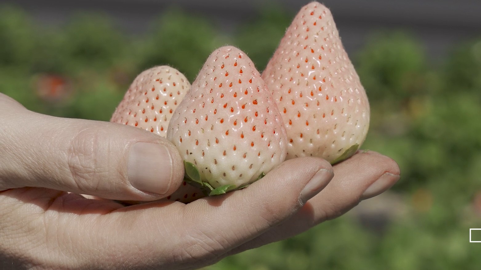 Empresa norte-americana vai testar cultivo de morango branco e blueberry no Cariri