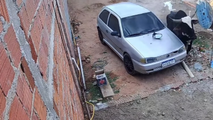 Boi desgovernado destrói carro e corre atrás de família em Juazeiro do Norte