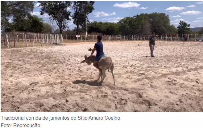 Após tramitação de projetos opostos, corrida de jumento do Sítio Amaro, em Juazeiro do Norte, é declarada patrimônio imaterial
