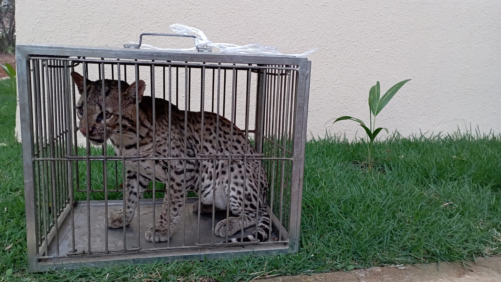 BPMA resgata Jaguatirica em Missão Velha a qual está ferida