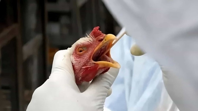 Caso suspeito de gripe aviária é monitorado em Salitre