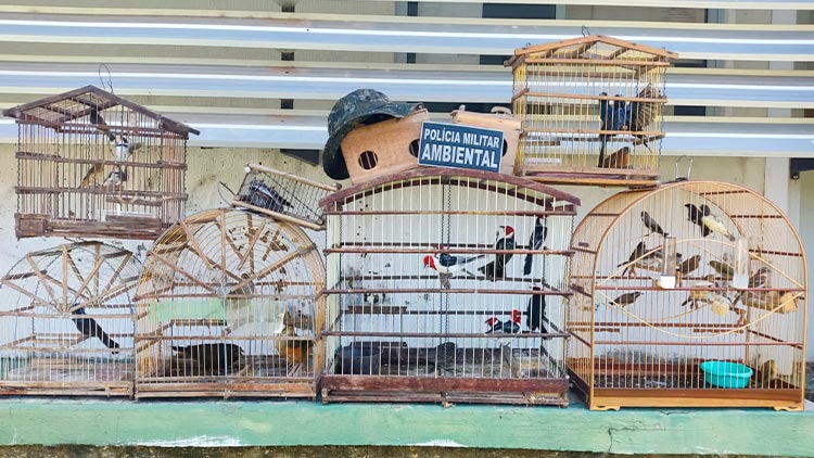 BPMA vai a Missão Velha e apreende 39 aves criadas ilegalmente